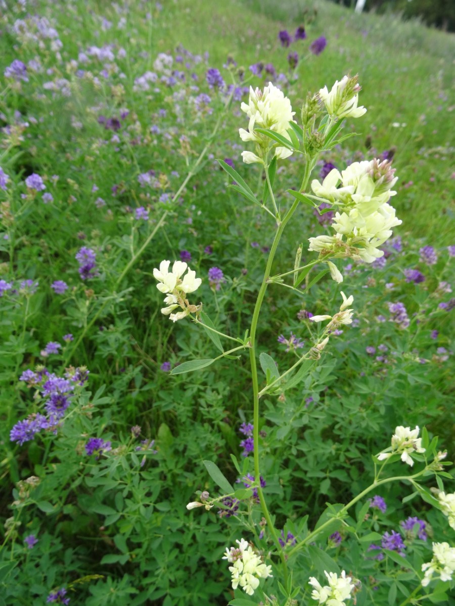 a28_Medicago sativa.JPG