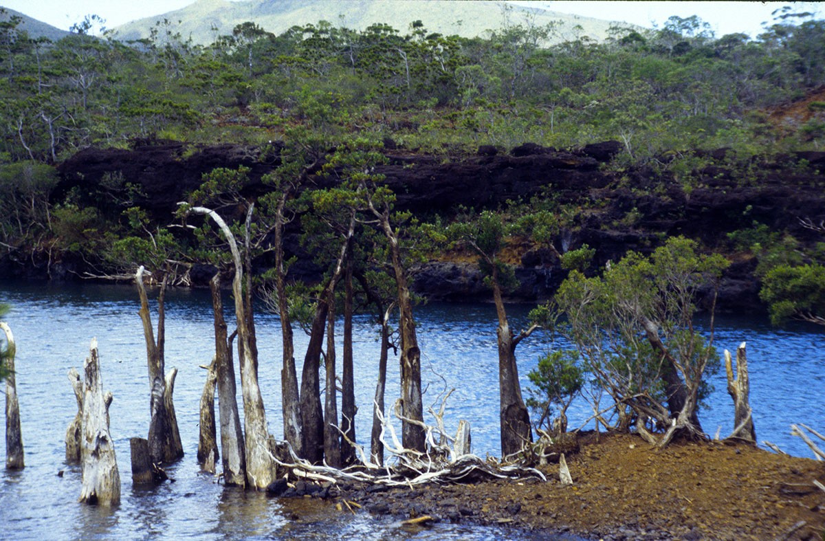 1997-12-12 Chutes de la Madeleine Retrophyllum minor 22.jpg