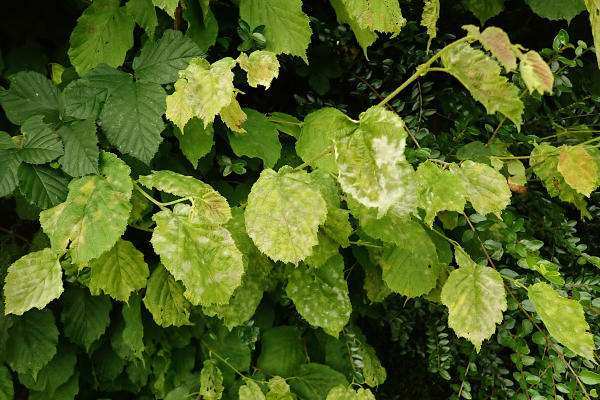 cf Erysiphe corylacearum-a_07-2024.jpg