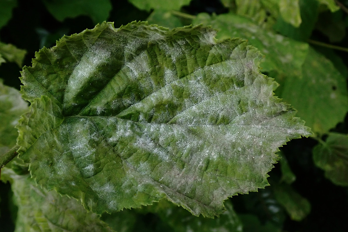 cf Erysiphe corylacearum-b_07-2024.jpg