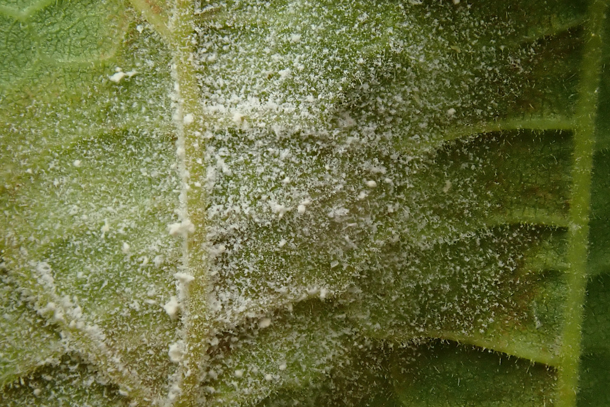 cf Erysiphe corylacearum-c_07-2024.jpg
