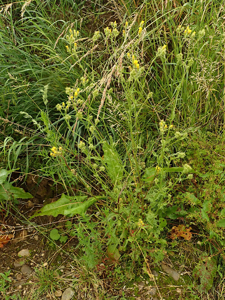Crepis setosa-a_17-06-2024.jpg
