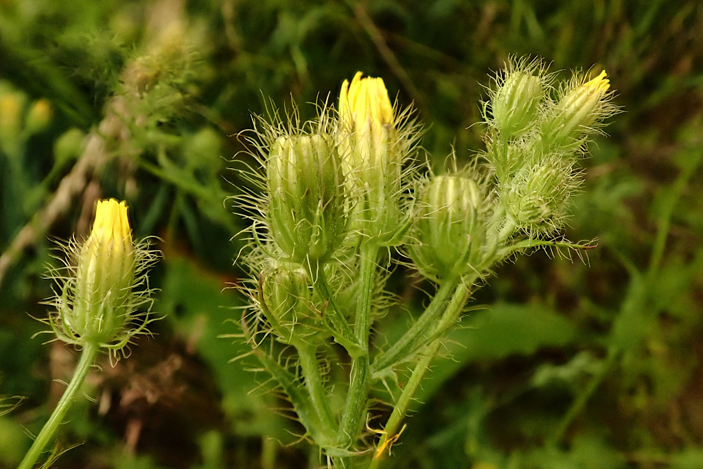Crepis setosa-b_17-06-2024.jpg
