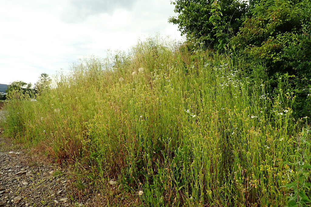 Crepis setosa-c_17-06-2024.jpg