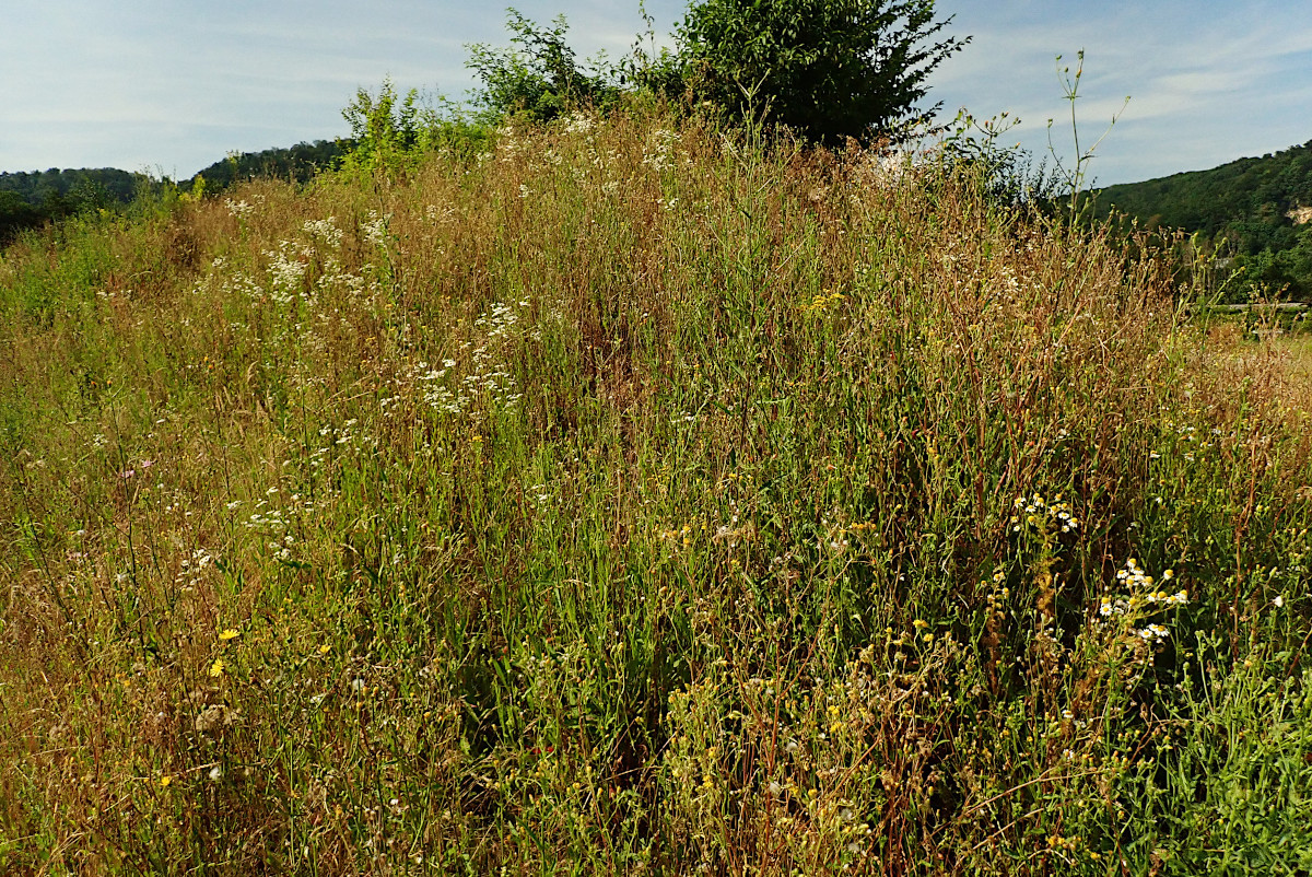 Crepis setosa-d_28-06-2024.jpg