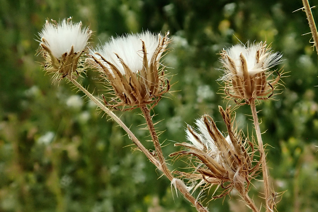 Crepis setosa-e_28-06-2024.jpg