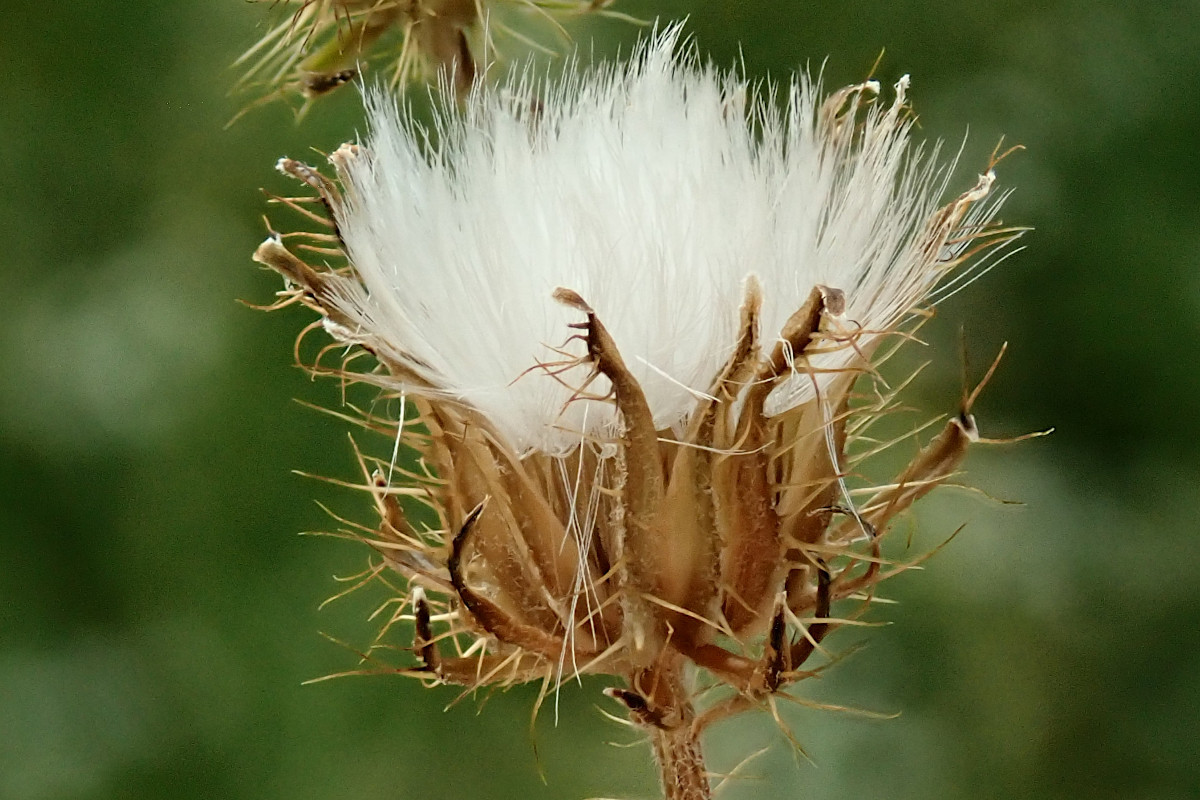 Crepis setosa-f_28-06-2024.jpg