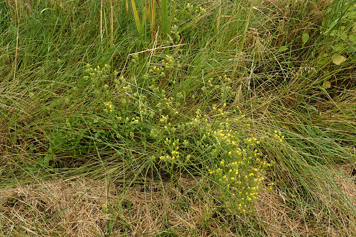 Crepis setosa-i_01-07-2024.jpg