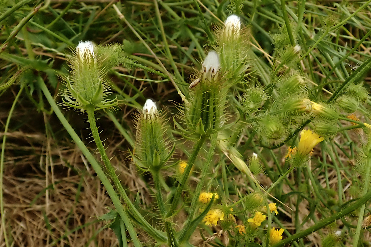 Crepis setosa-j_01-07-2024.jpg