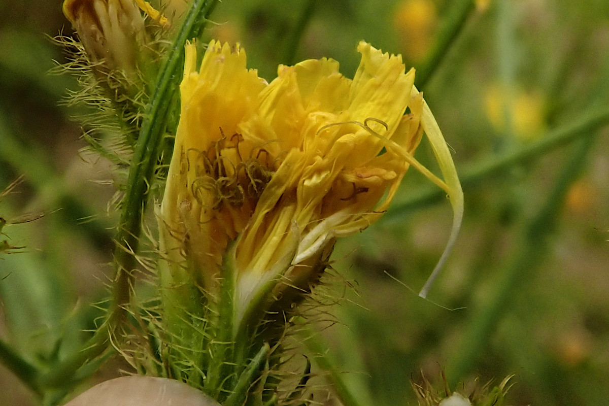 Crepis setosa-k_01-07-2024.jpg