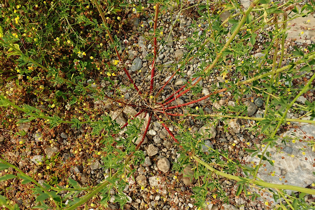 Melilotus albus-a.jpg