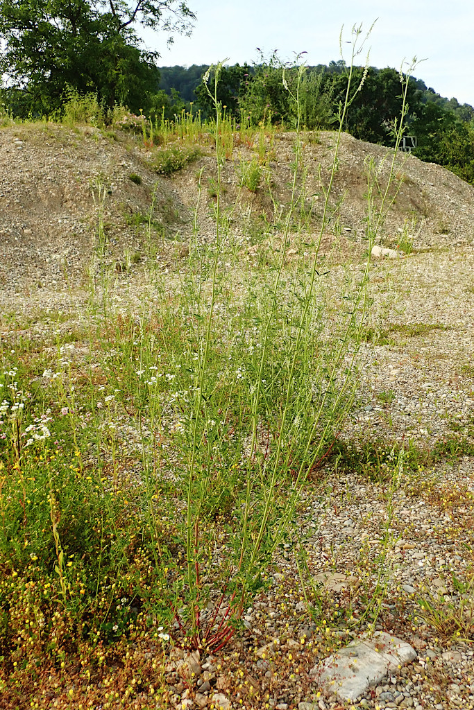Melilotus albus-b.jpg