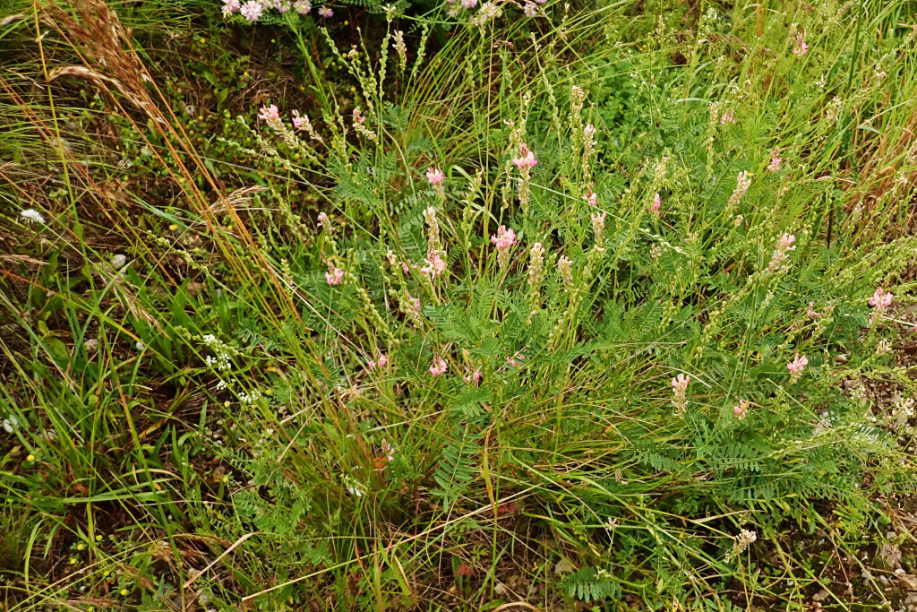 Onobrychis viciifolia.jpg