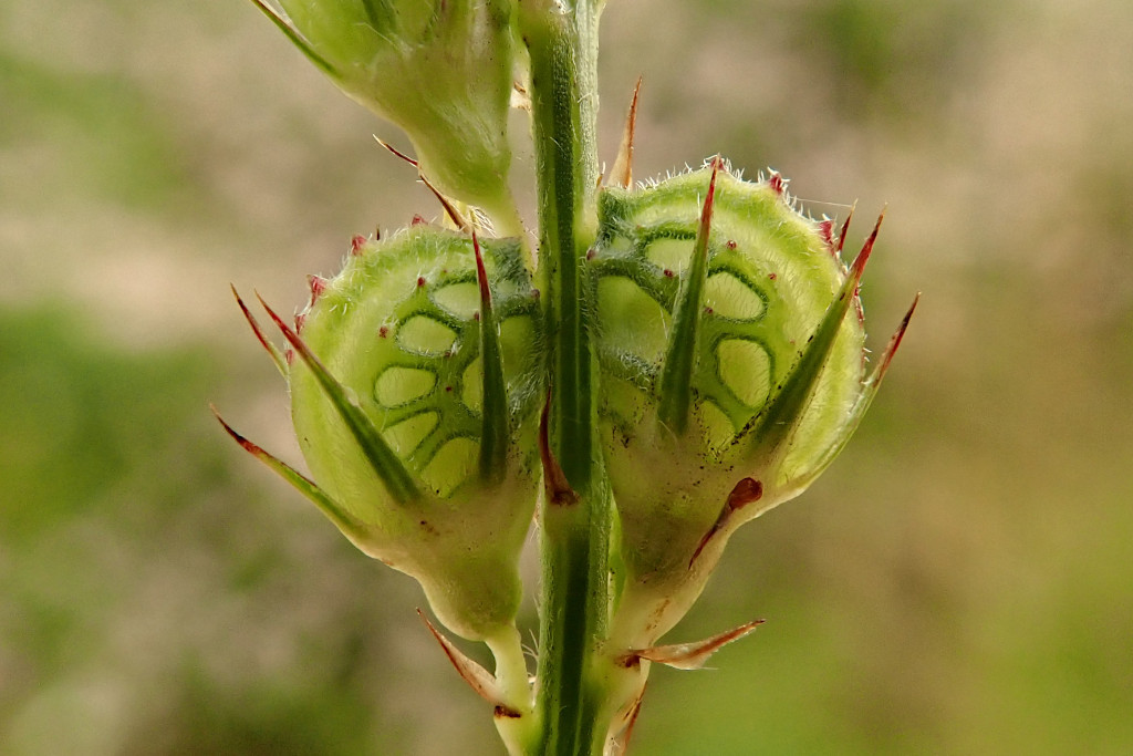 Onobrychis viciifolia Früchte.jpg