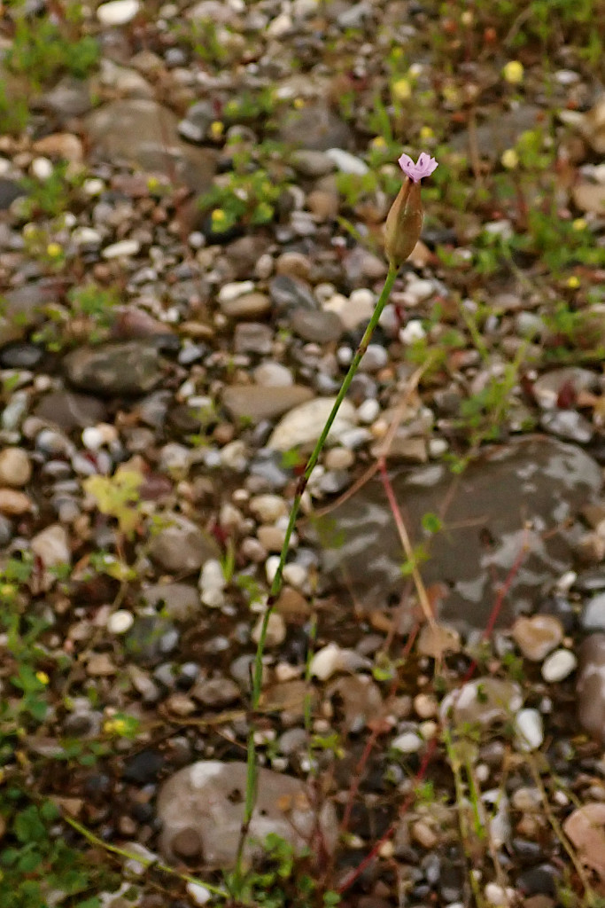 Petrorhagia prolifera-a.jpg