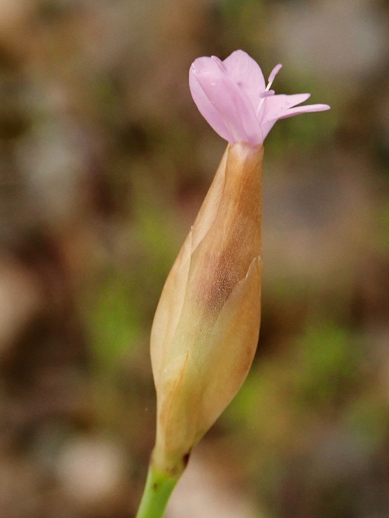 Petrorhagia prolifera-b.jpg