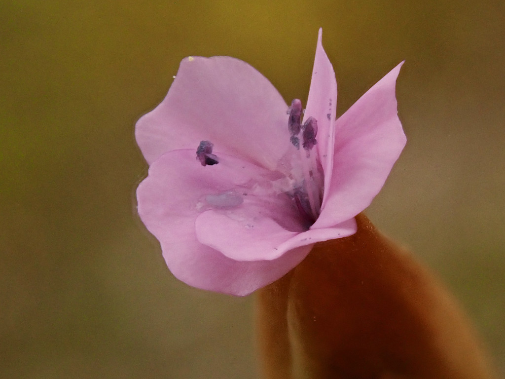 Petrorhagia prolifera-c.jpg