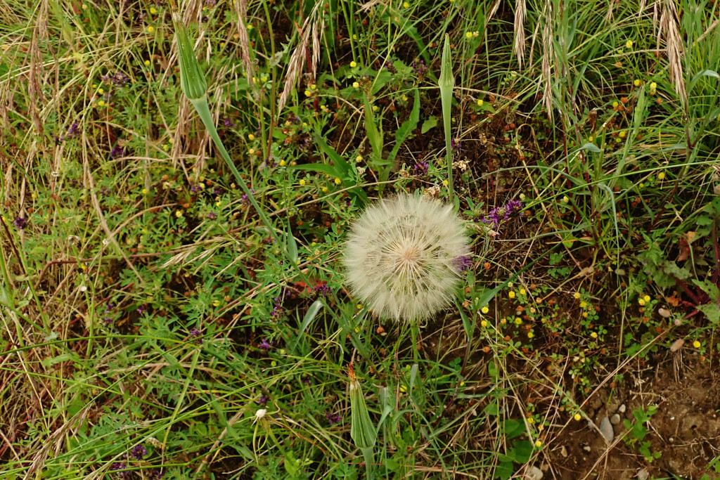 Tragopogon dubius-a.jpg
