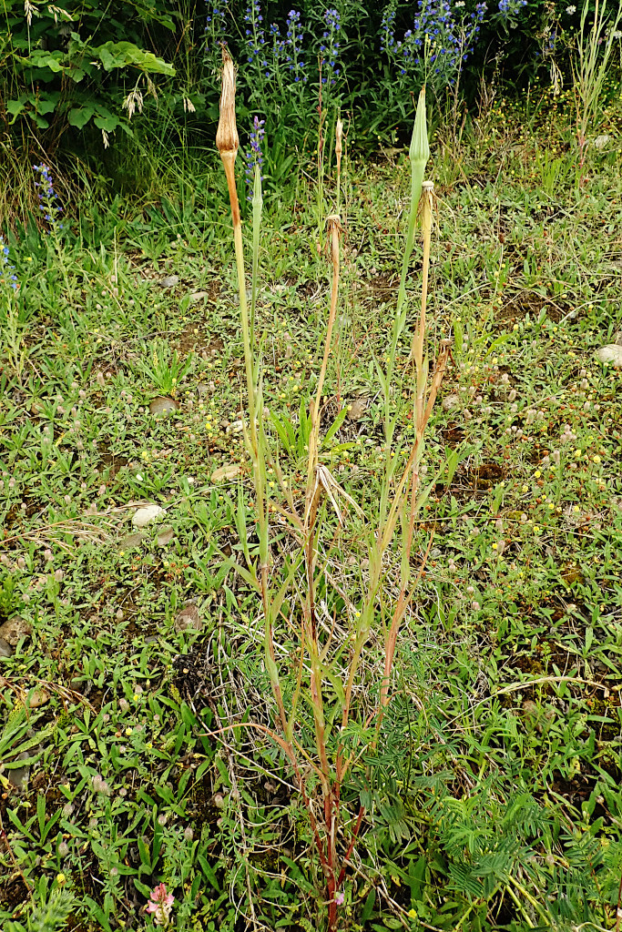 Tragopogon dubius-b.jpg