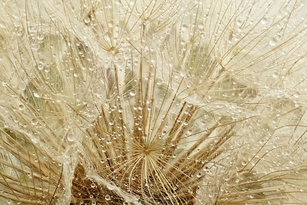 Tragopogon dubius-c.jpg