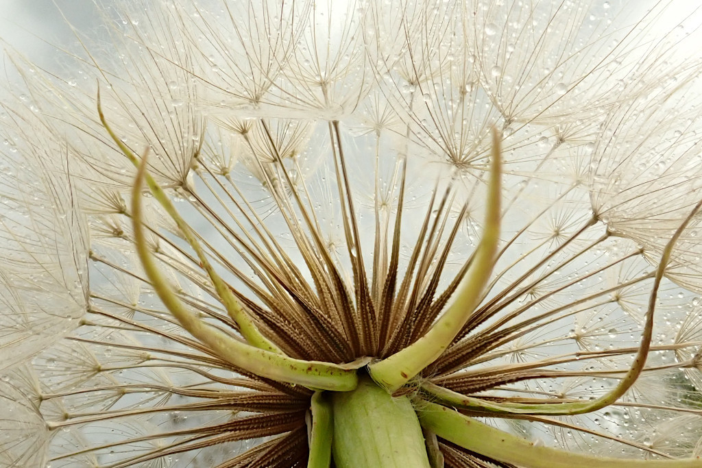 Tragopogon dubius-d.jpg