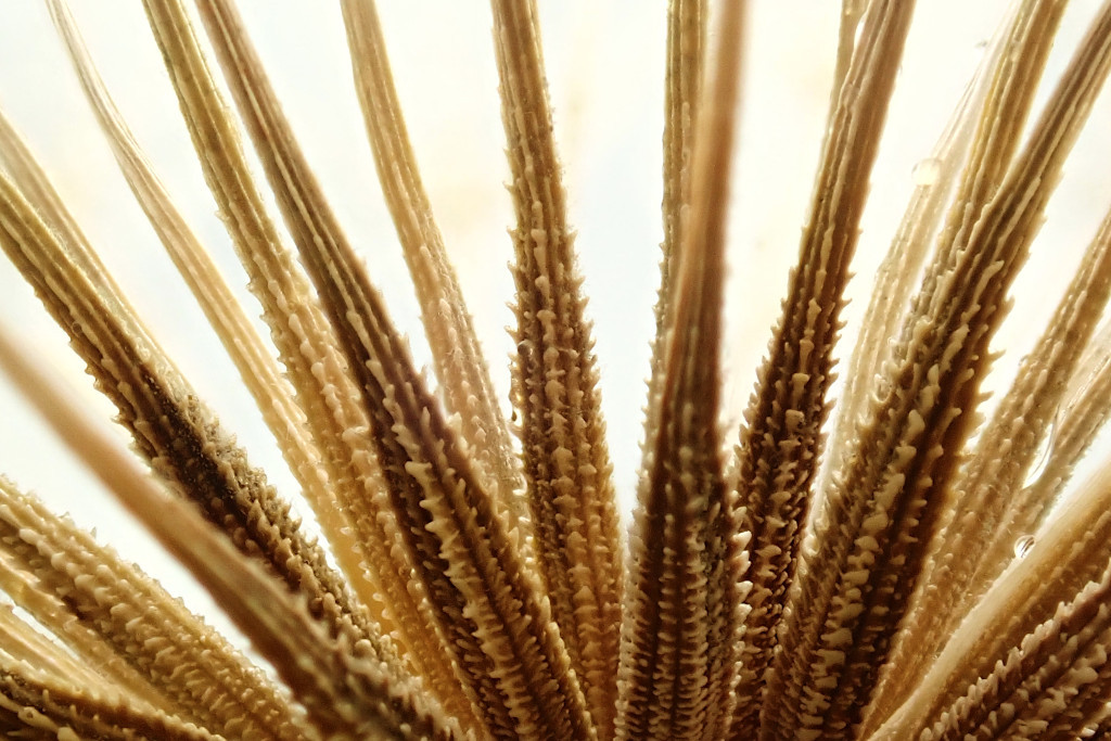 Tragopogon dubius-e.jpg