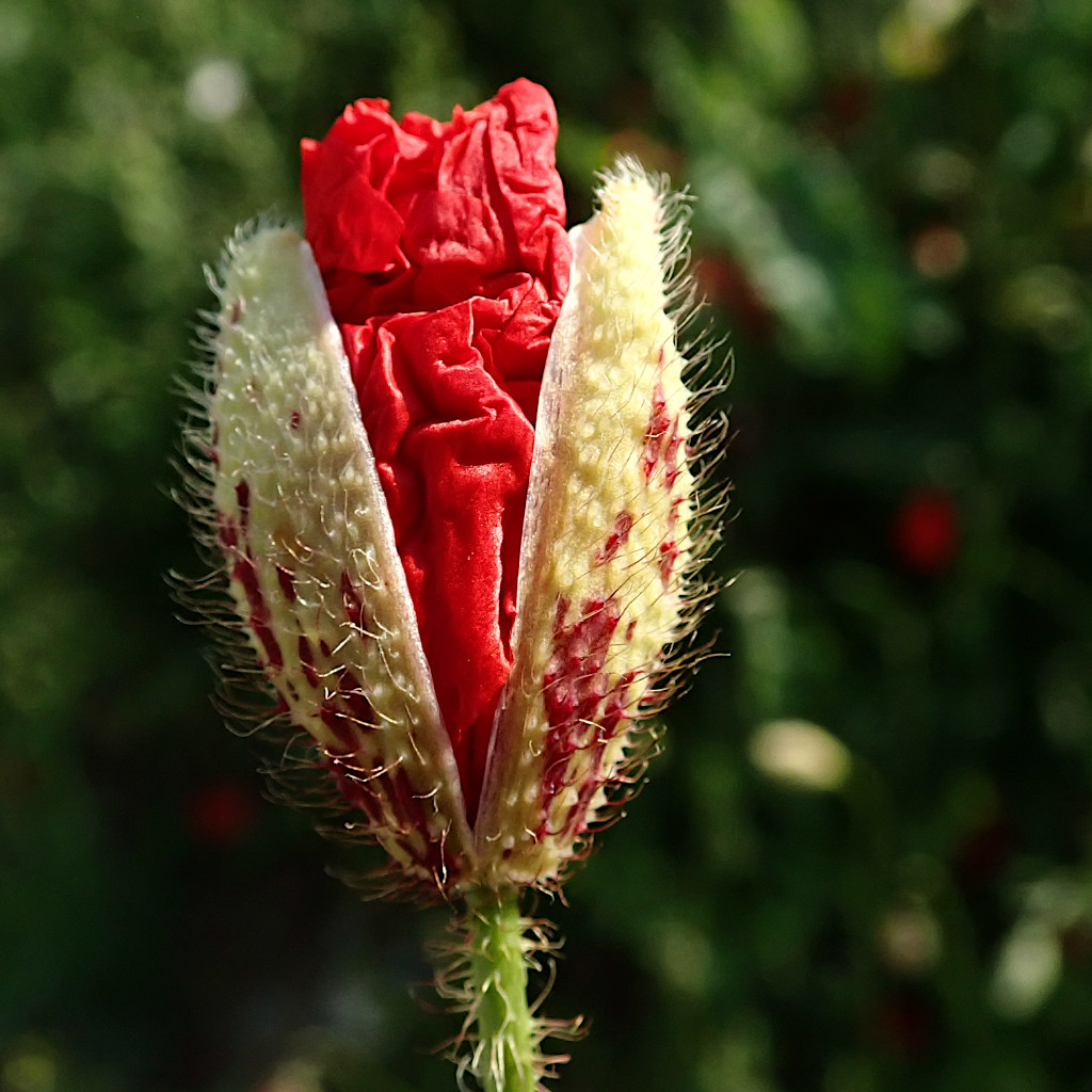 Papaver rhoeas.jpg
