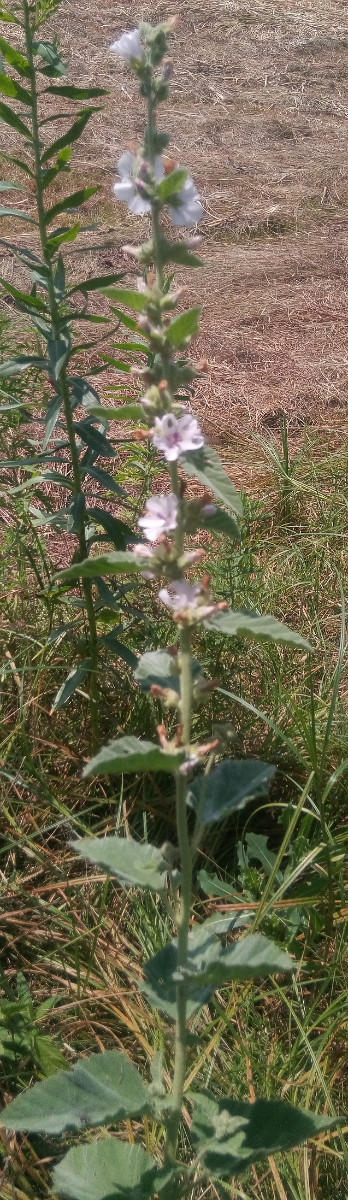 Althaea officinalis.jpg