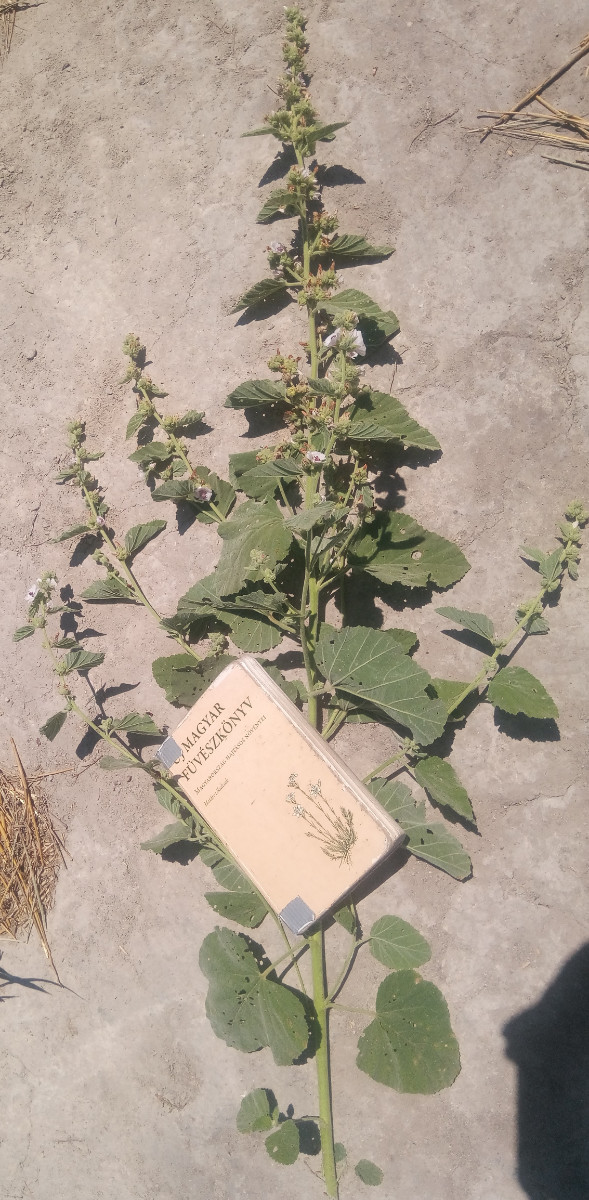Althaea 1.jpg
