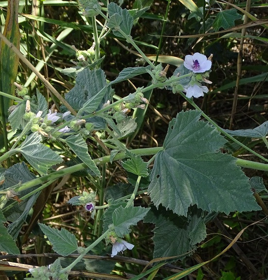 Althaea2.jpg