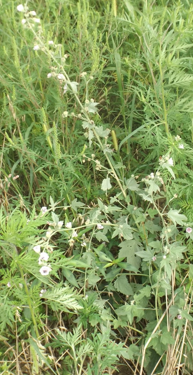 Althaea3.jpg