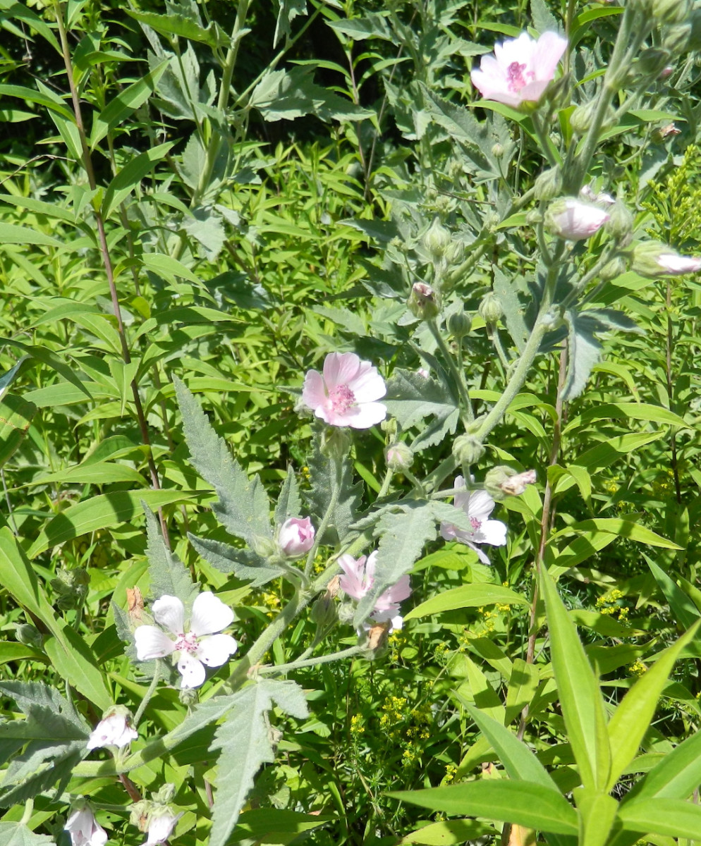 Althaea4.jpg