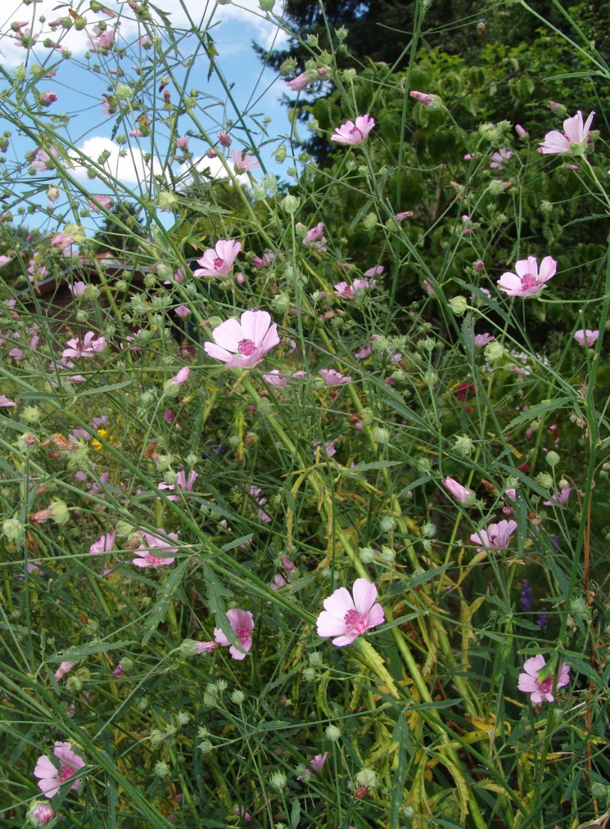 Althaea cannabina y GartenWeiherberg16 G1.jpg