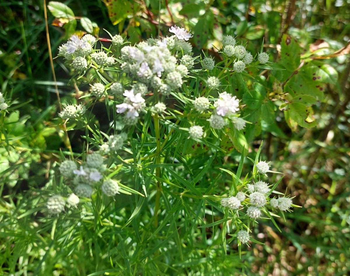 Pycnanthemum tenuifolium 1_Schmeichen_2024-07-12.jpg