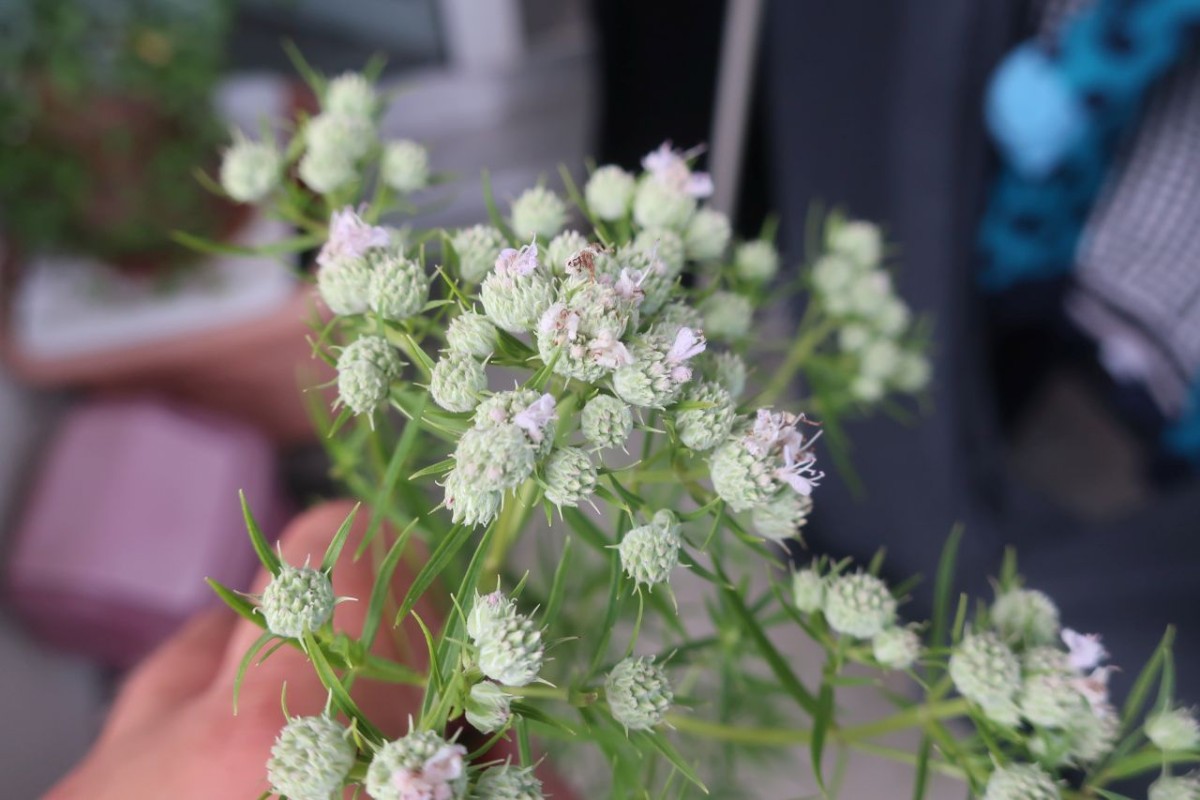 Pycnanthemum tenuifolium 3_Schmeichen_2024-07-12.jpg