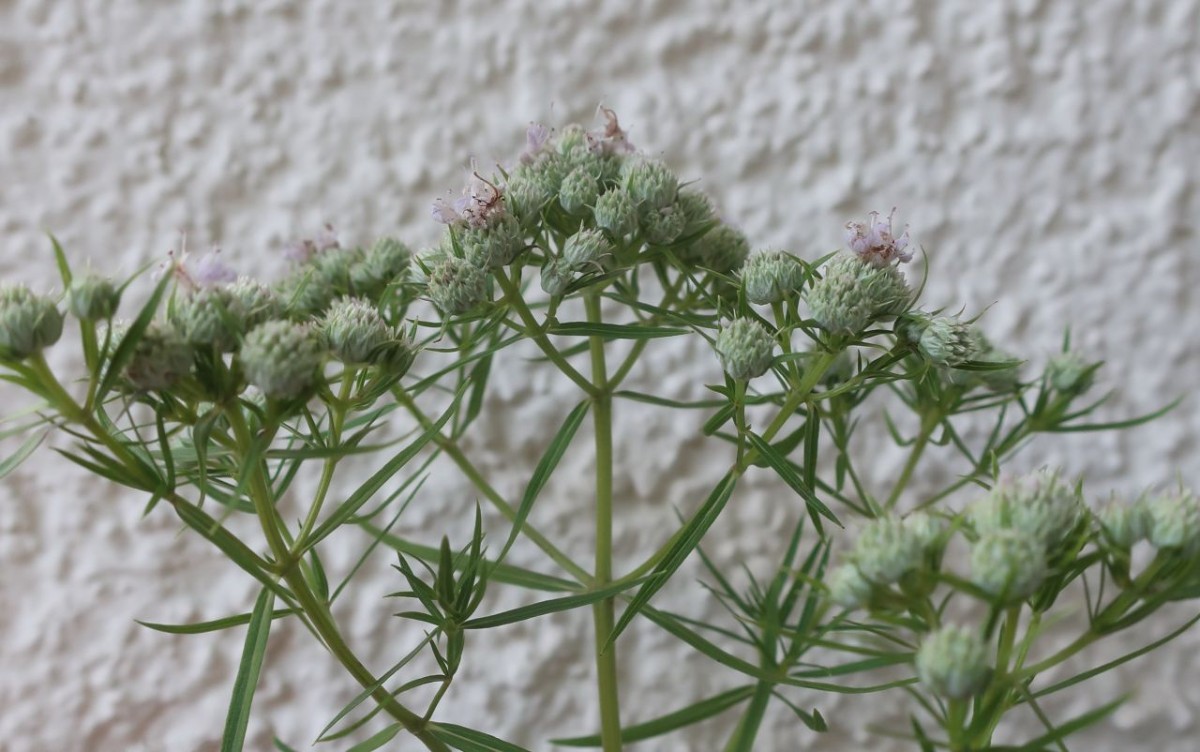 Pycnanthemum tenuifolium 5_Schmeichen_2024-07-12.jpg