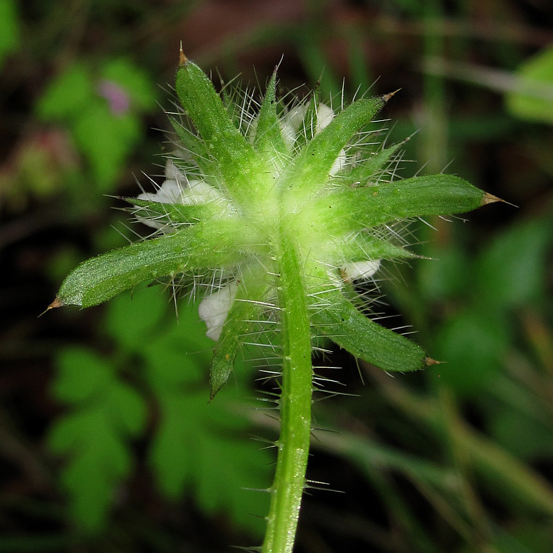 karde_dipsacus_2024-07-12 (5).jpg