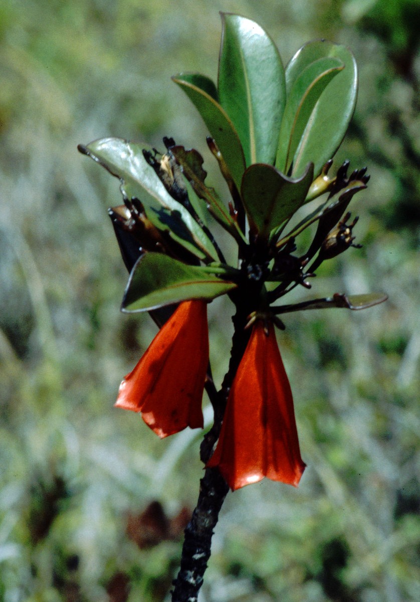 Bikkia macrophylla var fritillarioides (cf) RUB MtVulcain 12-97.jpg