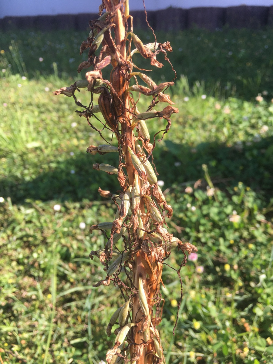 Himantoglossum-unreife-taube-Kapseln.jpg