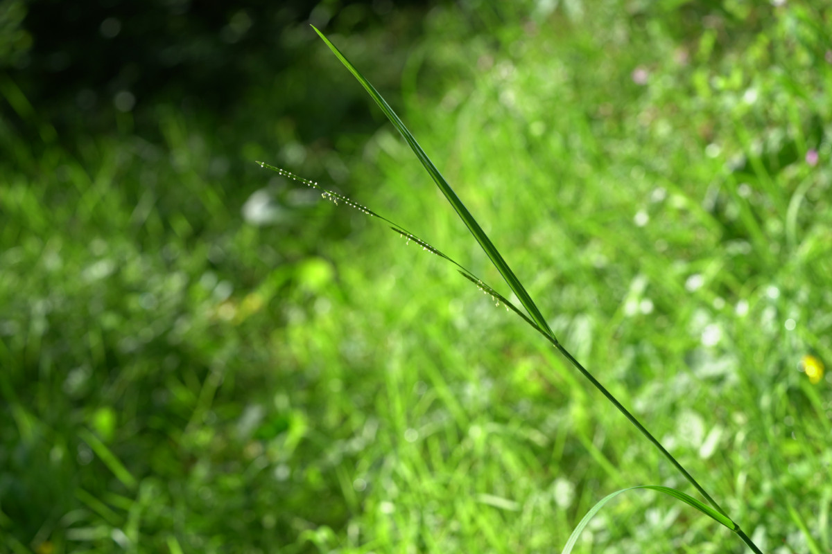 DSC01129.JPG