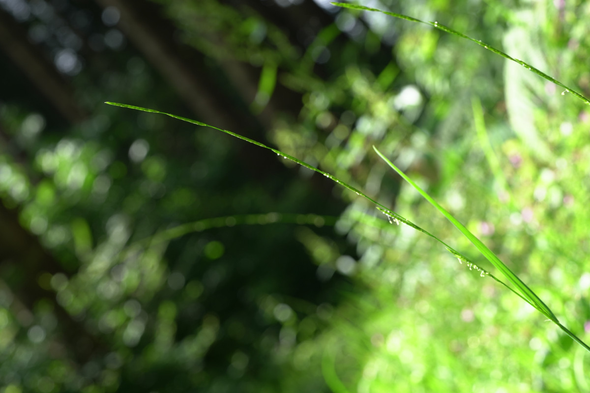 DSC01131.JPG