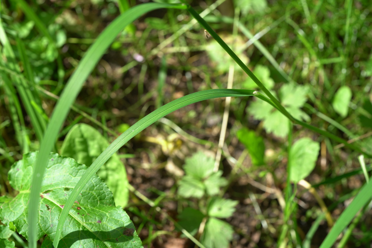 DSC01133.JPG
