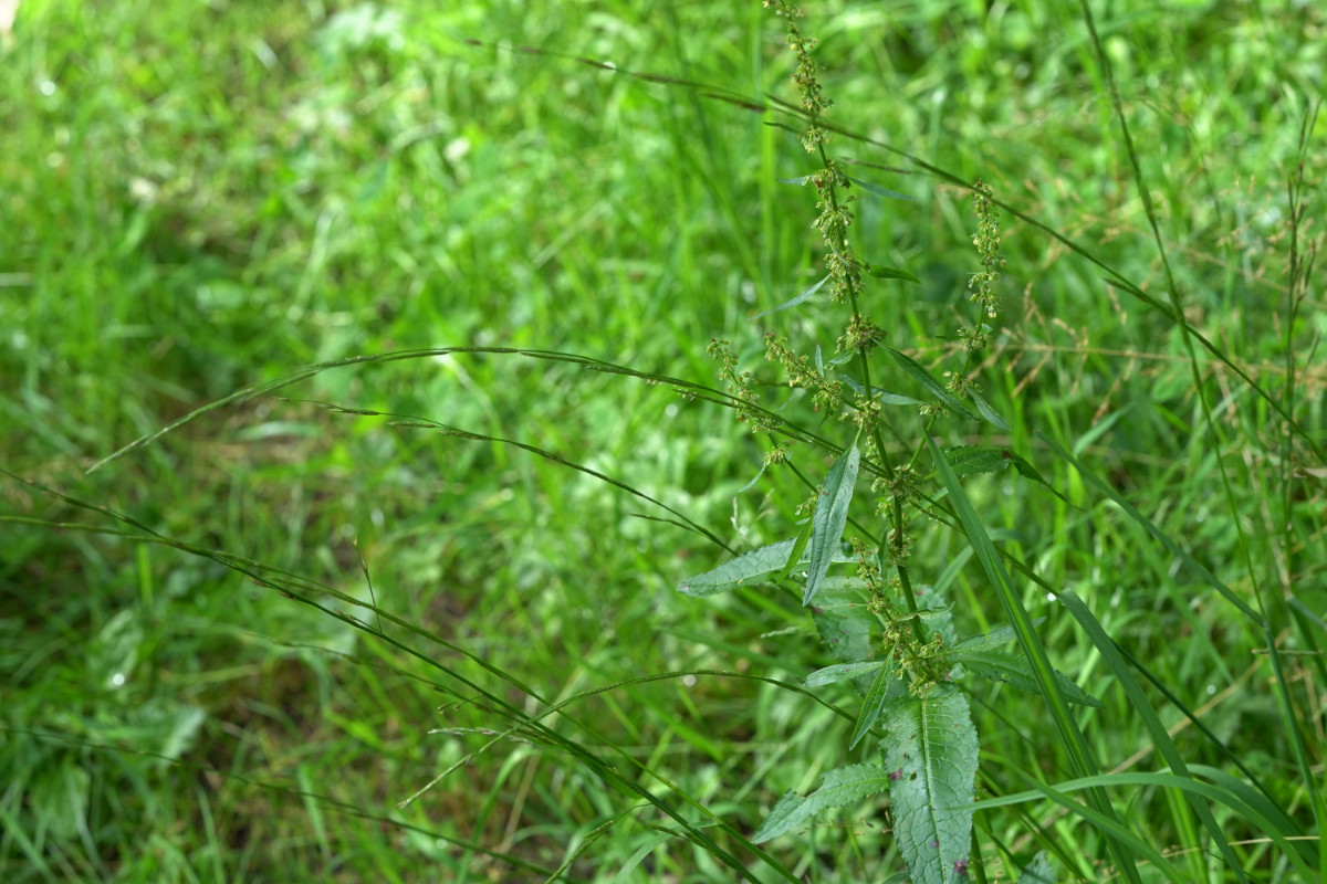 DSC01141.JPG
