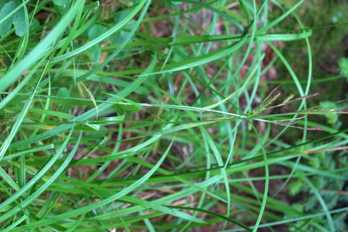 DSC01564.JPG