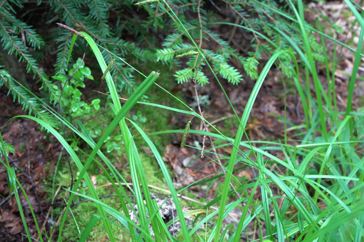 DSC01568.JPG