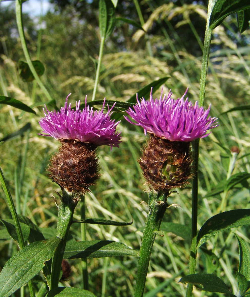 Centaurea nigra ssp nemoralis Hörden G2.jpg