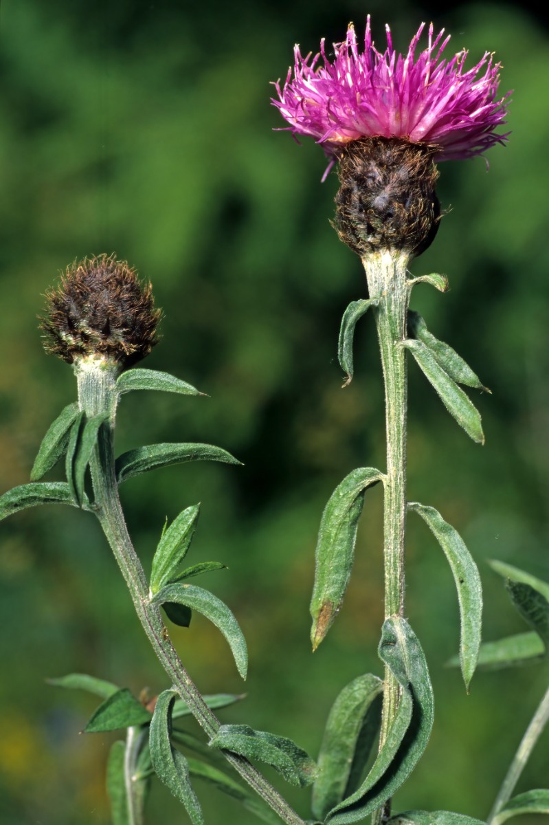 Centaurea nigra ssp nigra Eifel 9.7.97.Dkorr-dd.jpg