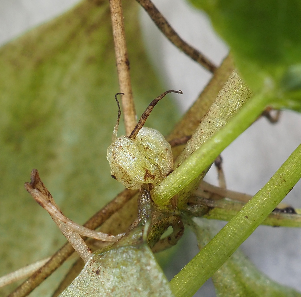 P7150471_Frucht_1200x1185.jpg