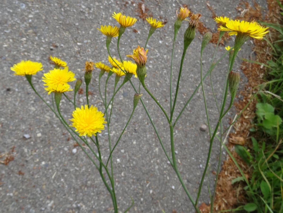 (2) Blüten.jpg