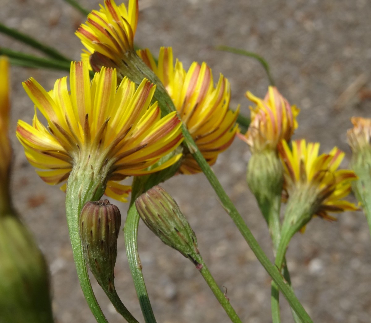 (3) Blüten von unten.jpg